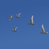 Snow Petrels in flight