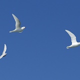 Snow Petrels in flight