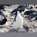 Adelie Penguin displaying on its nest