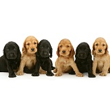 Six Black and Golden Cocker Spaniel pups