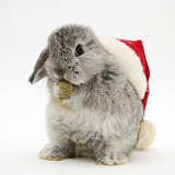 Silver baby rabbit wearing a Santa hat