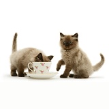 Chocolate Birman-cross kittens with teacup