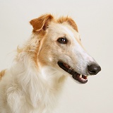 Portrait of Borzoi dog