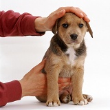 Lakeland Terrier x Border Collie pup with owner's hands