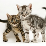 Brown and silver tabby kittens