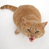 Cream spotted British shorthair cat miaowing