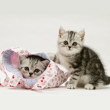 Silver tabby kittens with a child's pink cloth bag