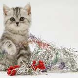 Silver tabby kitten with silver tinsel