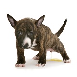 English Bull Terrier pup urinating
