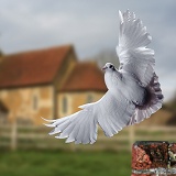 White Dove taking off