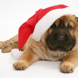 Shar Pei pup wearing a Santa hat