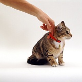 Cat with newly fitted collar