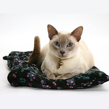 Siamese-cross cat lying on a cushion