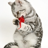 Silver tabby cat playing with a toy mouse