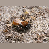 Tawny Mining Bee