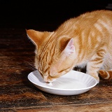 Ginger kitten drinking milk from a saucer