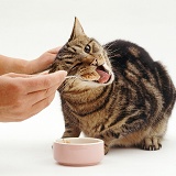 Tempting an inappetant cat to feed