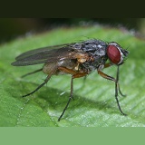 House fly relative