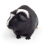 Black-and-white Crested Guinea pig