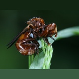 Thick-headed Fly roosting