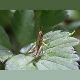 Common Field Grasshopper nymph