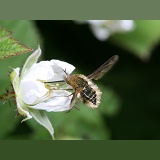 Bee fly on loganberry flower