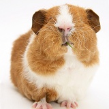 Red-and-white Rex Guinea pig