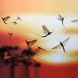 Mayflies at sunset