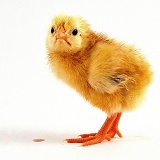 Yellow chick with a piece of eggshell