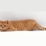 Ginger British Shorthair male cat