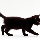 Black kitten walking
