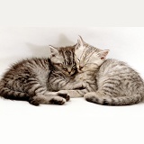 Sleeping silver tabby kittens
