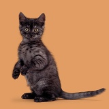 Black smoke British shorthair kitten