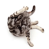 Silver tabby cat 'funnel-grooming'
