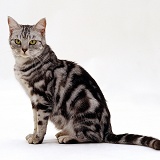British shorthair silver tabby female cat