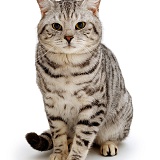 Silver spotted tabby cat