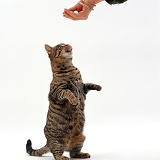 Tabby female cat begging for food