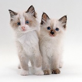 Two cute kittens standing together