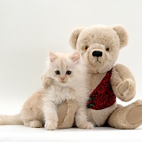 Cute fluffy cream kitten with cream teddy bear