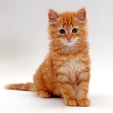 Fluffy ginger kitten