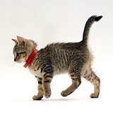 Tabby kitten wearing red flea collar