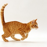 Ginger cat running