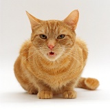 Female ginger cat flehmen