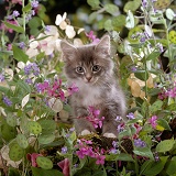 Fluffy grey kitten among flowers