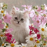 Kitten among flowers