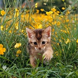 Abyssinian kitten, 6 weeks old, in grass and buttercups