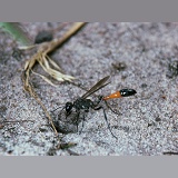 Sand Wasp plugging its burrow