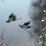 Banded Demoiselle males in flight