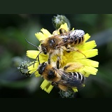 Hairy-legged Mining Bees