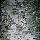 Black Arches Moth camouflaged on Birch bark
